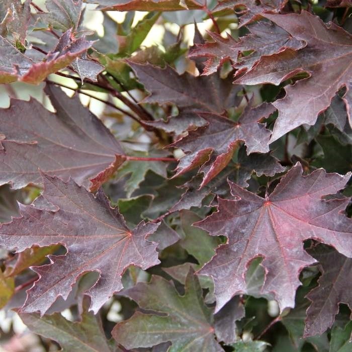 Rostliny - Javor mléč Crimson Sentry kmínek 200/250cm, květináč 12 litrů, stromek