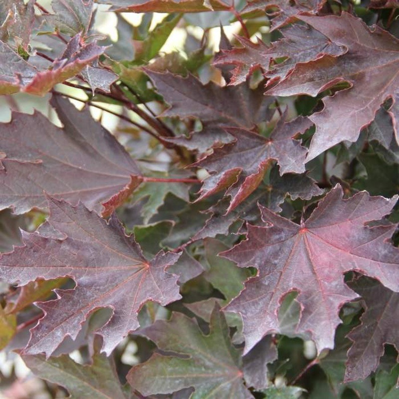 Listnaté stromky a stromy - Javor mléč Crimson Sentry obvod kmene 10/12, květináč 30 litrů