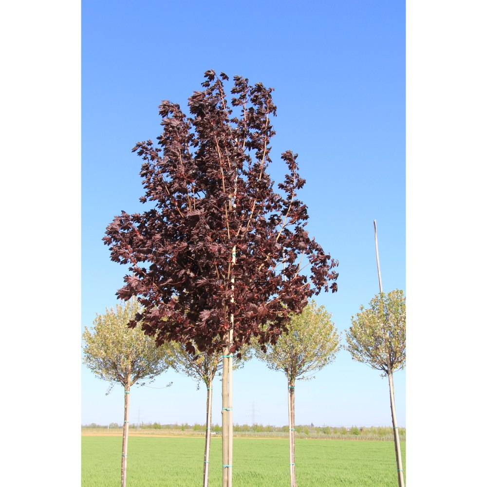 Soliterní stromy - Javor mléč Crimson Sentry výška kmene 240cm, zemní bal