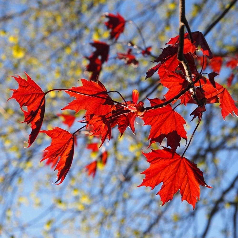Javor mléč Crimson Sentry výška kmene 240cm, zemní bal-0