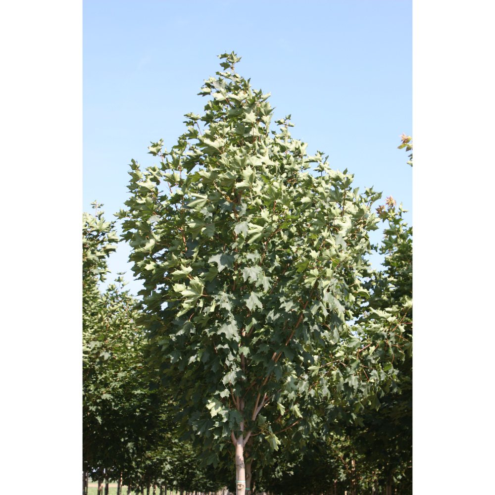 Soliterní stromy - Javor mléč Emerald Queen výška kmene 225cm, zemní bal