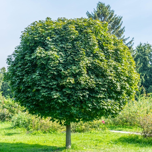 Listnaté stromky a stromy - Javor mléč Globosum kmínek 1/4, květináč 25 litrů