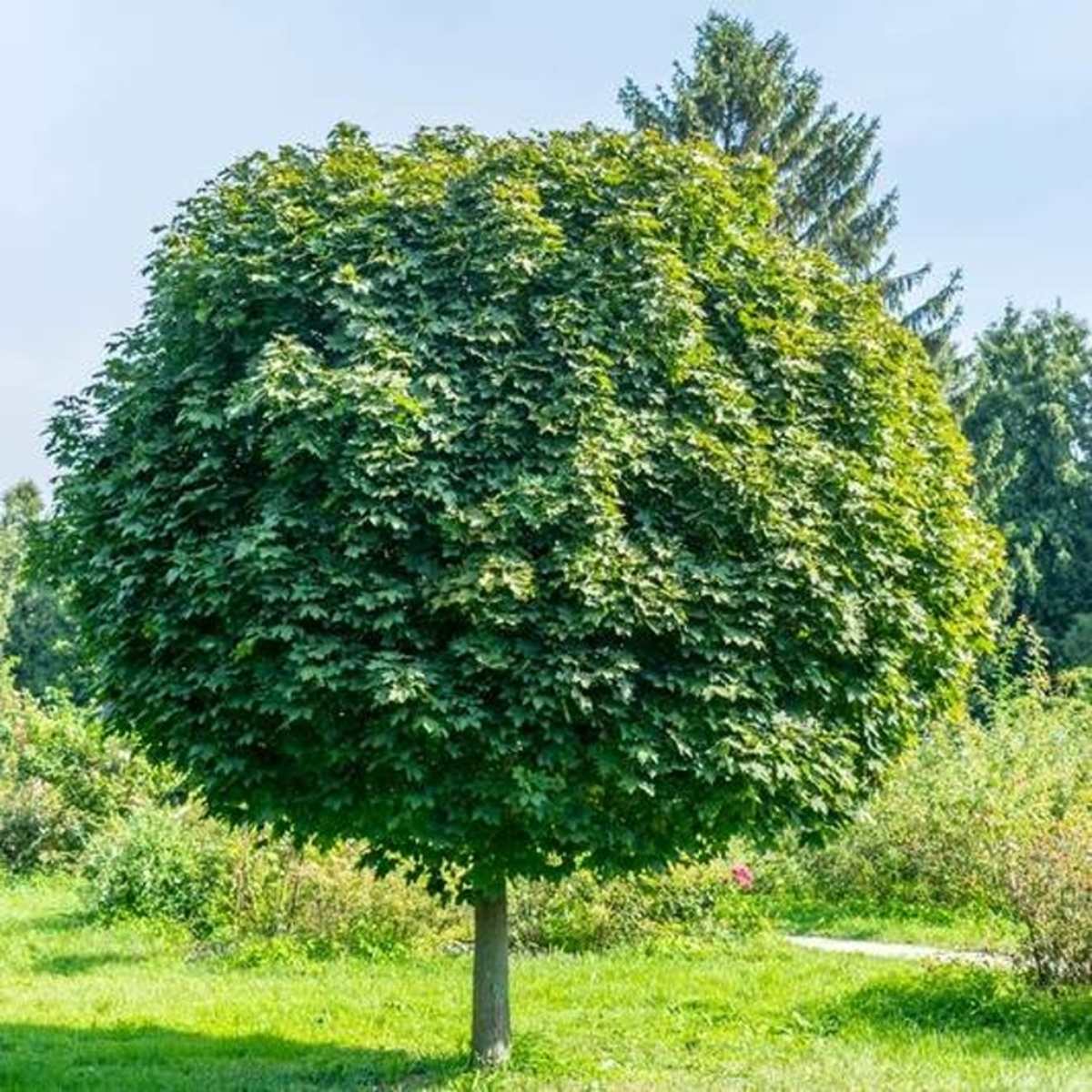 Listnaté stromky a stromy - Javor mléč Globosum kmínek 200cm, květináč 15 litrů