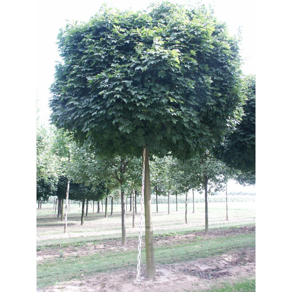 Soliterní stromy - Javor mléč Globosum výška kmene 240cm, zemní bal