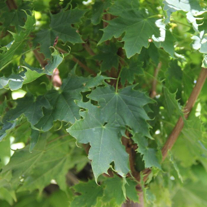 Listnaté stromky a stromy - Javor mléč Golden Globe kmínek 180cm