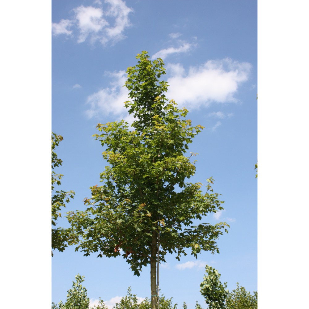 Soliterní stromy - Javor mléč Norwegian Sunset výška kmene 225cm, zemní bal