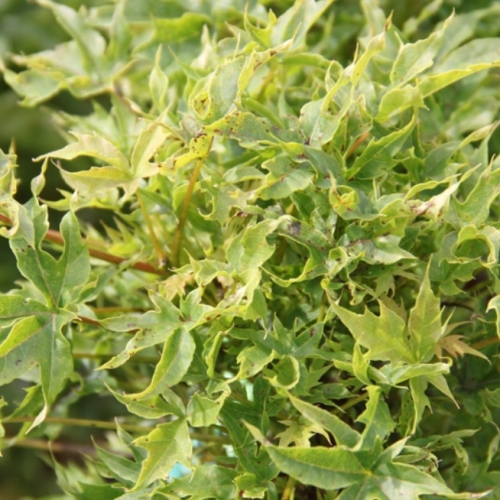 Javory - Javor mléč 'Nowusch' květináč 5 litrů, výška 30/40cm, keř