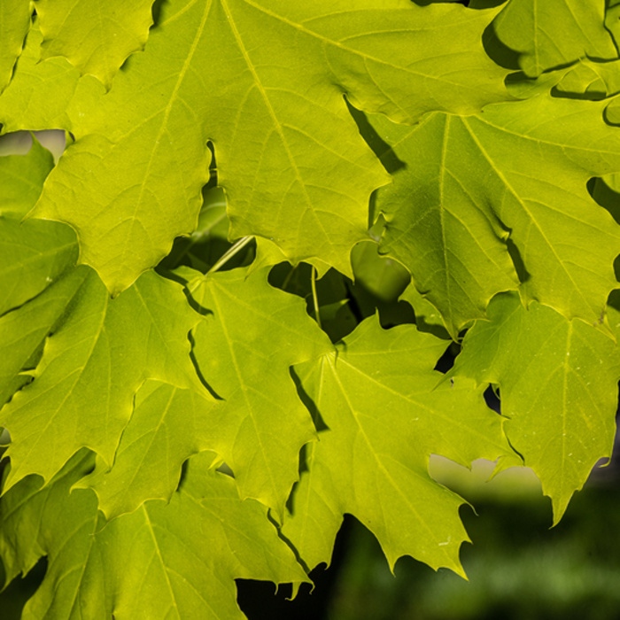 Listnaté stromky a stromy - Javor mléč 'Princeton Gold' obvod 8/10, květináč 30 litrů