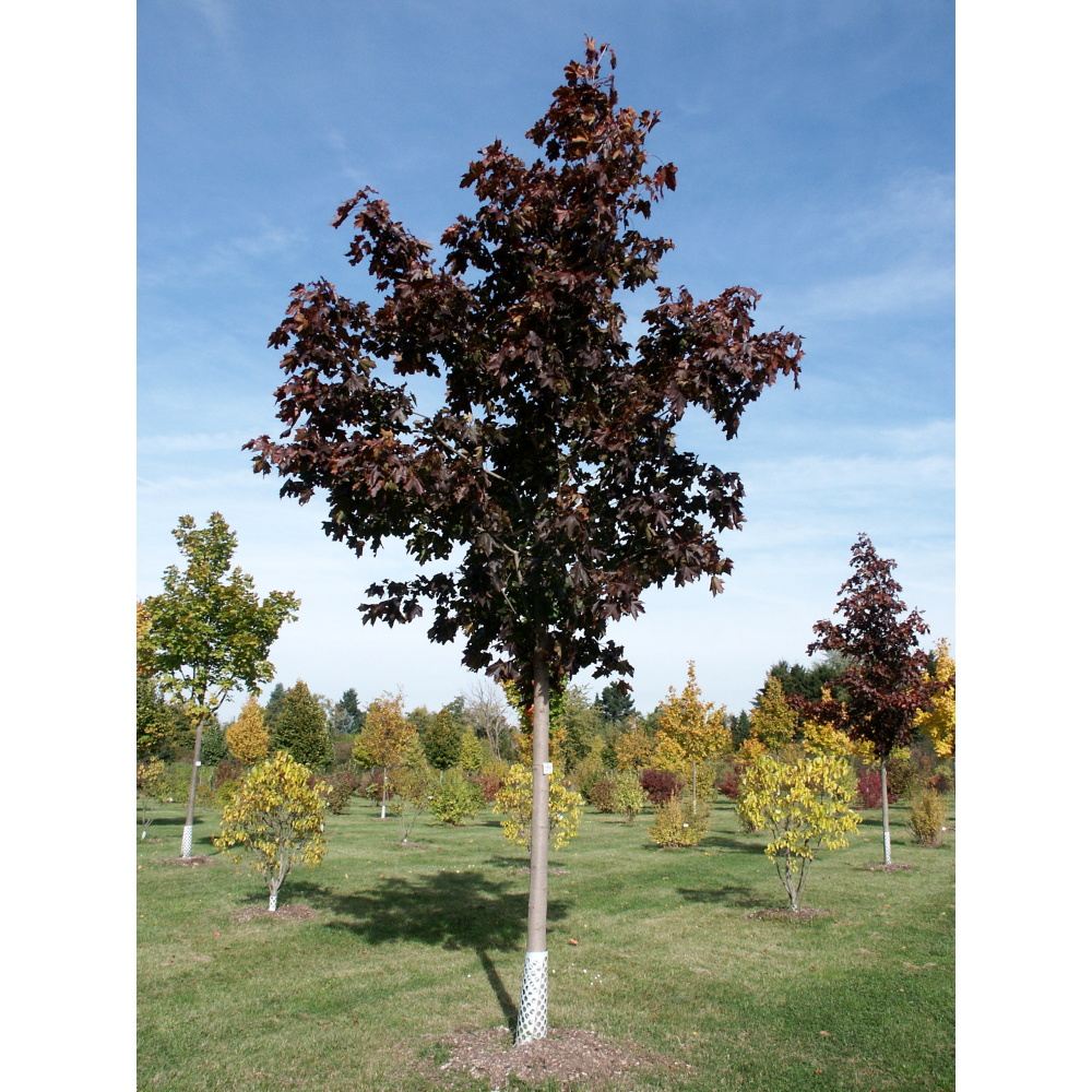 Soliterní stromy - Javor mléč Royal Red výška kmene 225cm, zemní bal