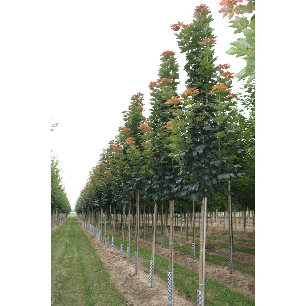 Soliterní stromy - Javor mléč Rubicundus® Typ I výška kmene 225cm, zemní bal