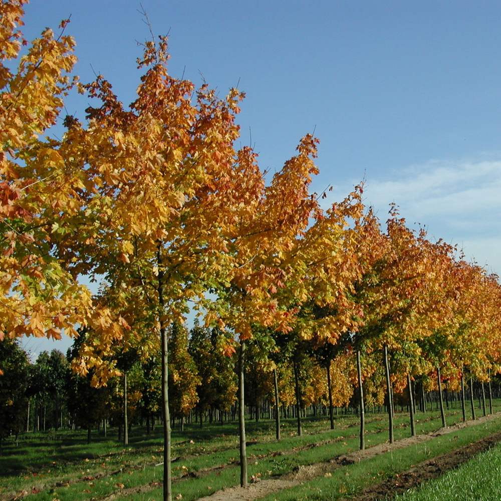 Soliterní stromy - Javor mléč Summershade výška kmene 225cm, zemní bal