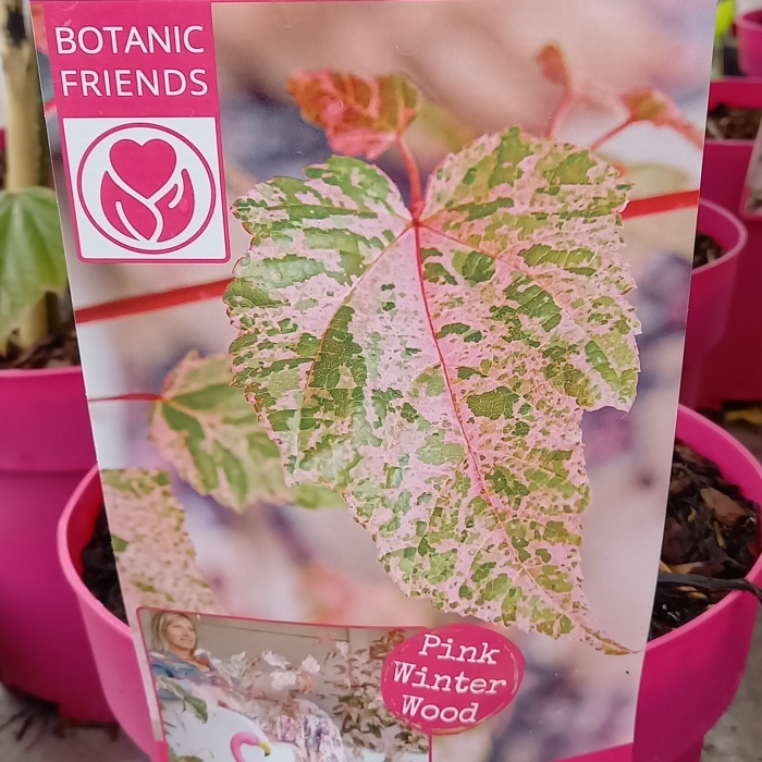 Rostliny - Javor Red Flamingo květináč 3 litry