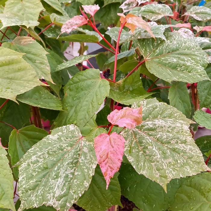 Javor Red Flamingo květináč 3 litry-0