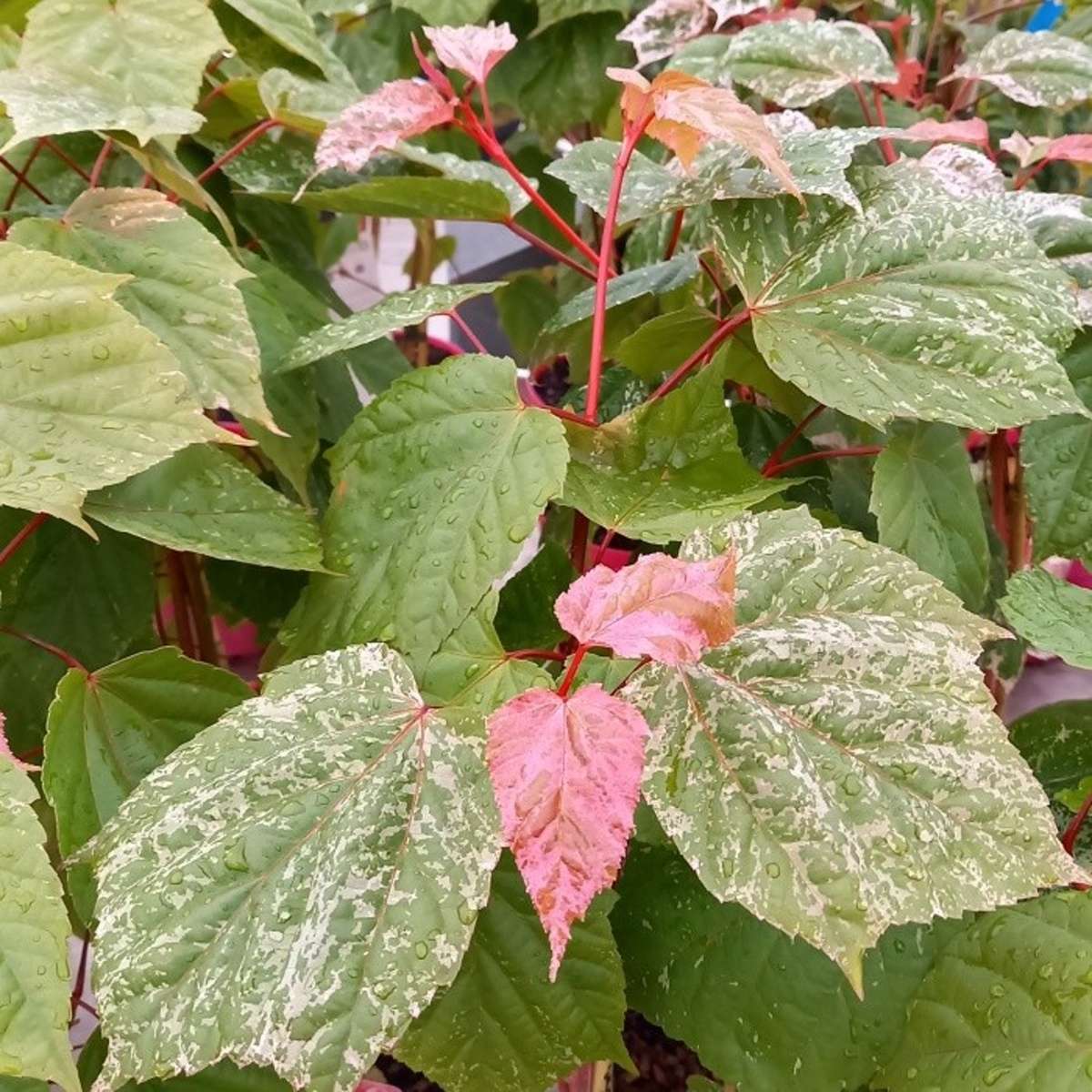 Listnaté stromky a stromy - Javor Red Flamingo výška 200/250cm, květináč 10 litrů