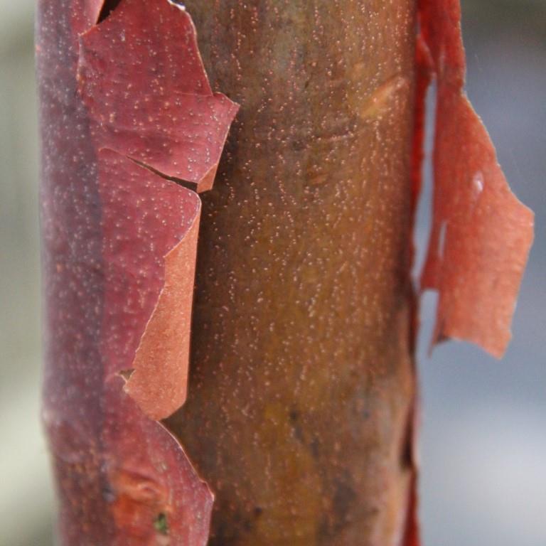 Rostliny - Javor šedý květináč 70 litrů, výška 175/200cm, keř