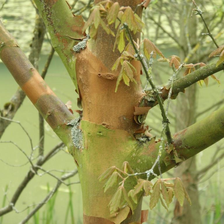 Javor šedý květináč 70 litrů, výška 175/200cm, keř-0