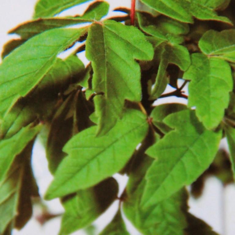 Javor šedý květináč 70 litrů, výška 175/200cm, keř-1