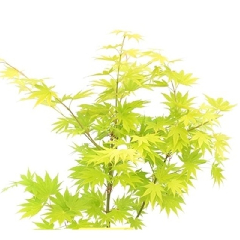 Javory - Javor Shirasawanův Jordan mini kmínek, květináč 9 litrů