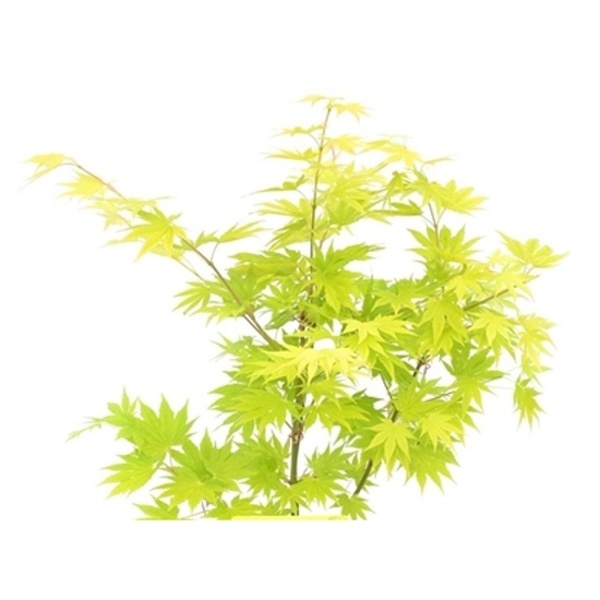 Javory - Javor Shirasawanův Jordan výška 80/+, 7,5 litru