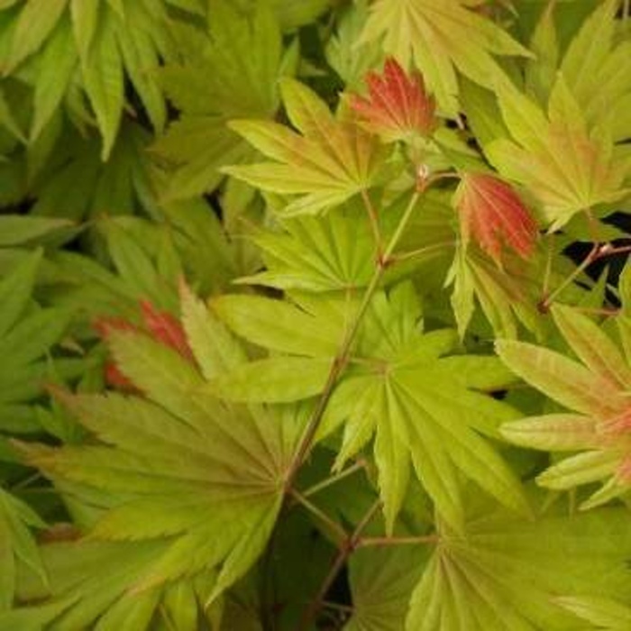 Rostliny - Javor Shirasawanův 'Moonrise' kmínek 40cm