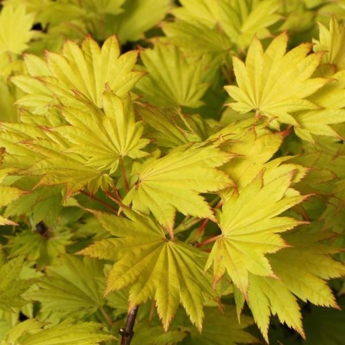 Javory - Javor shirasawský Aureum výška 200/250cm, květináč 110 litrů