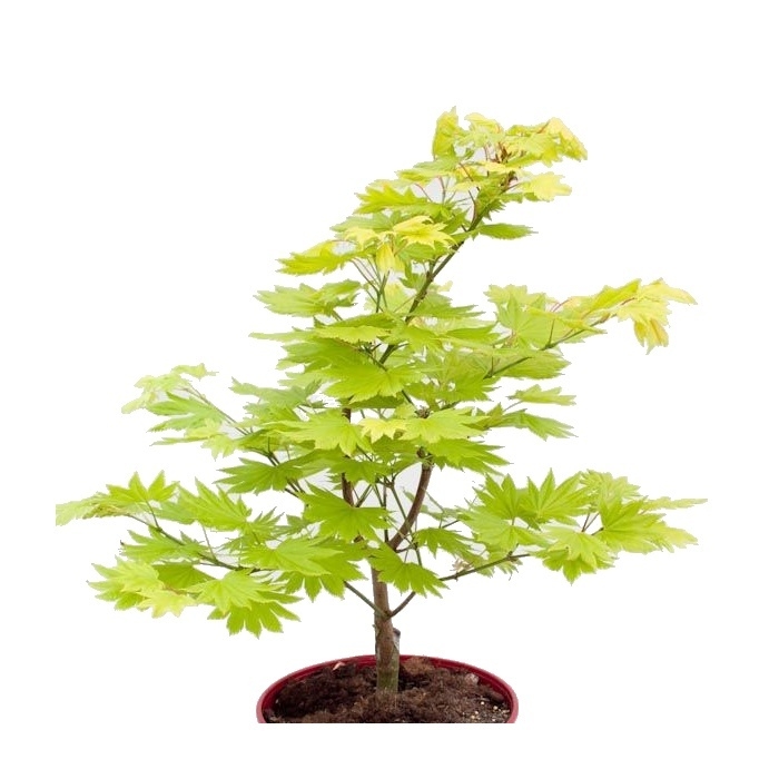 Javory - Javor shirasawský 'Aureum' výška 70/80cm, květináč 15 litrů