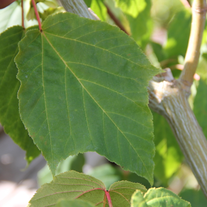 Listnaté stromky a stromy - Javor Silver Vine výška 100/125cm, květináč 16,5 litru