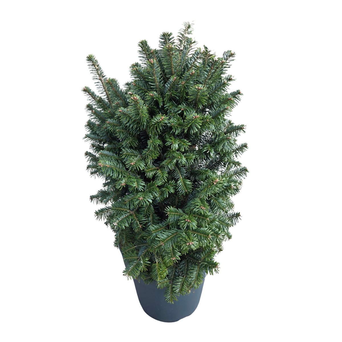 Zakrsle rostoucí jehličnany - Jedle bělokorá Fastigiata výška 70/80cm, květináč 15 litrů