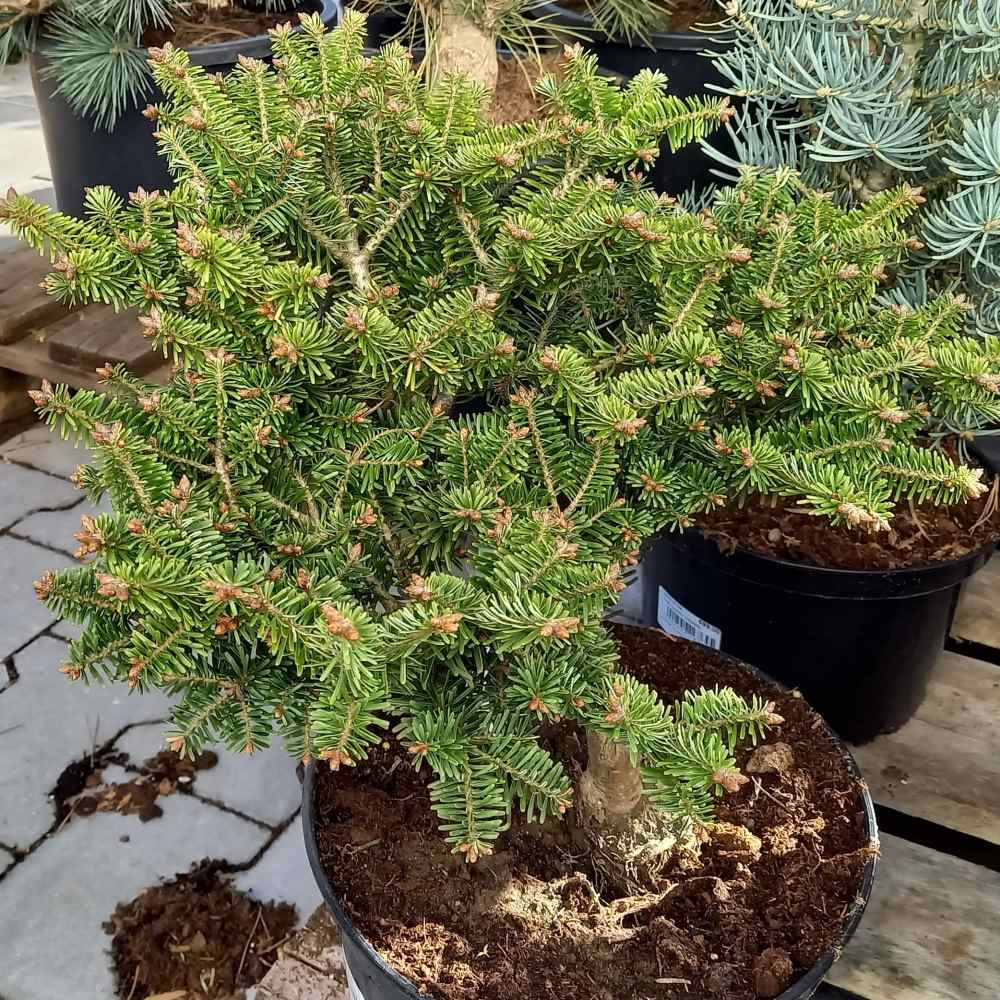 Zakrsle rostoucí jehličnany - Jedle bělokorá 'Mladá Boleslav' květináč 5 litrů