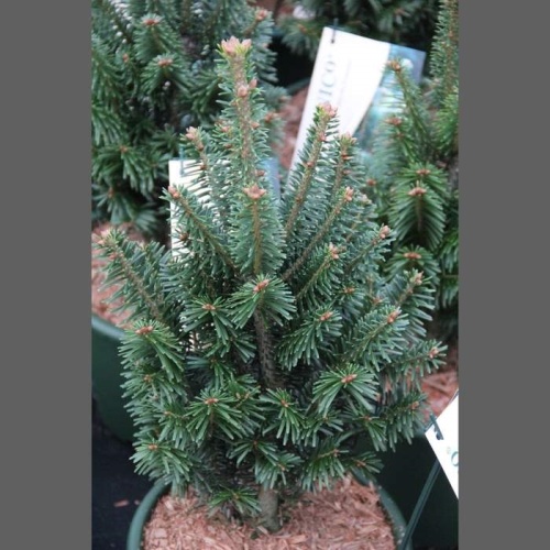 Zakrsle rostoucí jehličnany - Jedle bělokorá 'Pyramidalis' květináč 7,5 litru, výška 40/60cm, sloupovitý