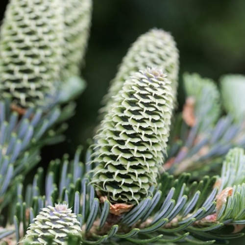 Vzrůstné jehličnany - Jedle Fraserova výška 175/200cm