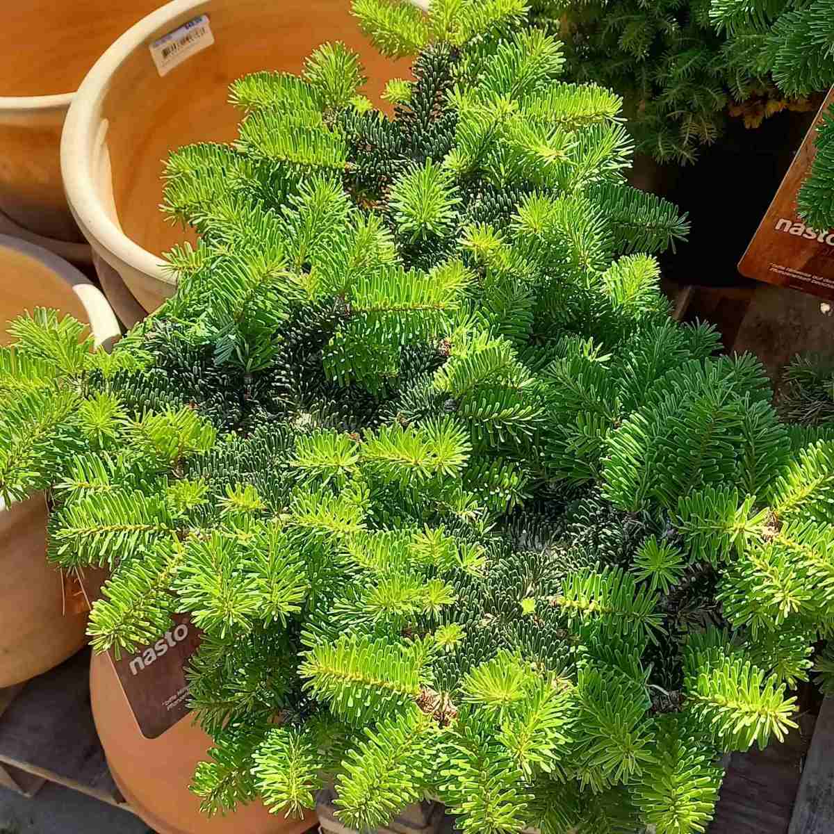 Zakrsle rostoucí jehličnany - Jedle kavkazká Astrid výška 25/30cm, květináč 5 litrů