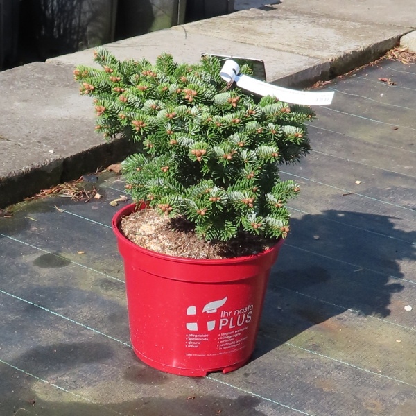 Jedle kavkazská 'Kate Brook' květináč 5 litrů, výška 20/25cm, keř-0