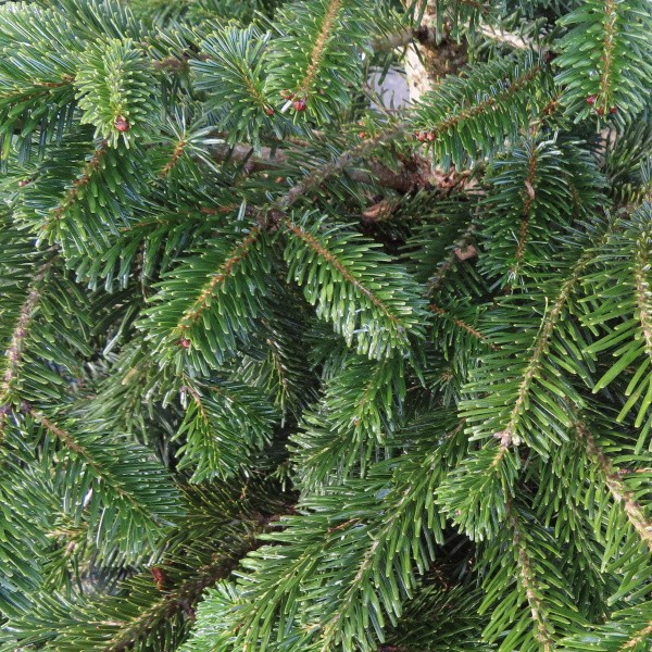 Vzrůstné jehličnany - Jedle kavkazská květináč 30 litrů, výška 80/100cm, stromek