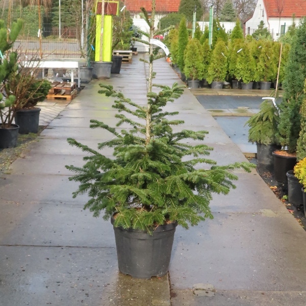 Jedle kavkazská květináč 30 litrů, výška 80/100cm, stromek-0