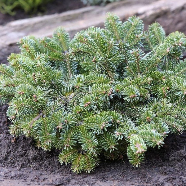 Zakrsle rostoucí jehličnany - Jedle kavkazská 'Münsterland' květináč 10 litrů, výška 40/50cm, keř