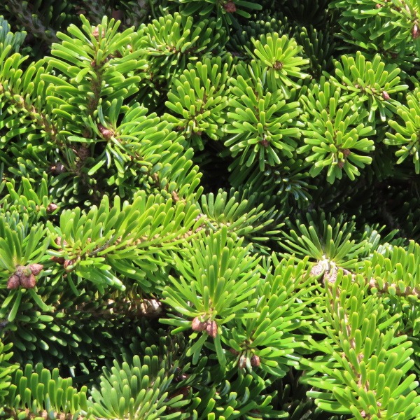 Zakrsle rostoucí jehličnany - Jedle kavkazská 'Münsterland' květináč 7,5 litru, výška 30/40cm, keř