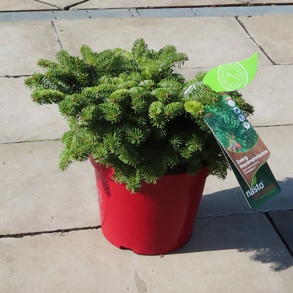 Jedle kavkazská 'Münsterland' květináč 7,5 litru, výška 30/40cm, keř-0