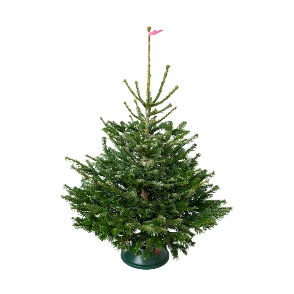 Jedle kavkazská řezaná 100-125cm