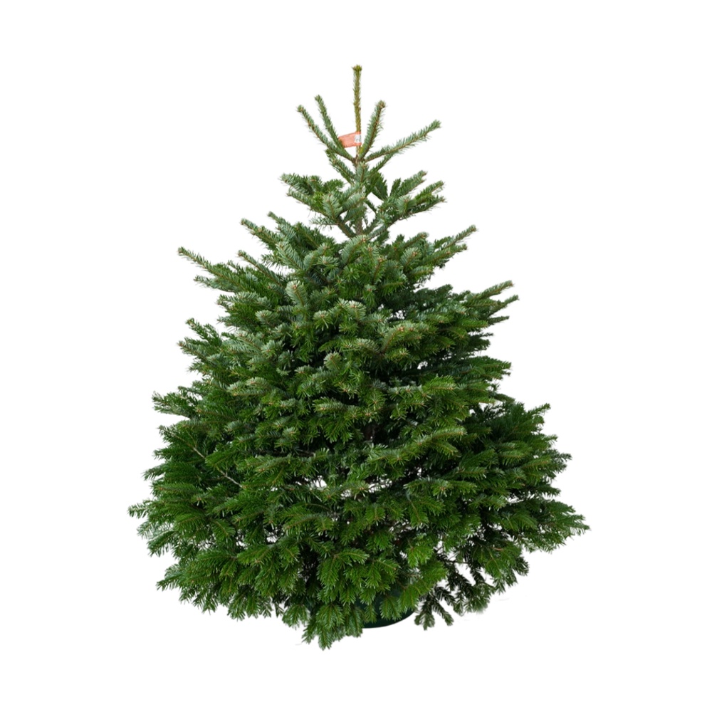 Jedle kavkazská řezaná 175-200cm