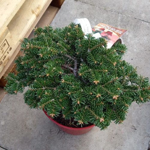 Zakrsle rostoucí jehličnany - Jedle kavkazská 'Starker's Dwarf' výška 25/30cm, 5 litrů