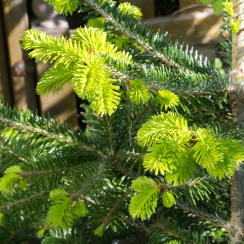 Vzrůstné jehličnany - Jedle kavkazská výška 150/175cm