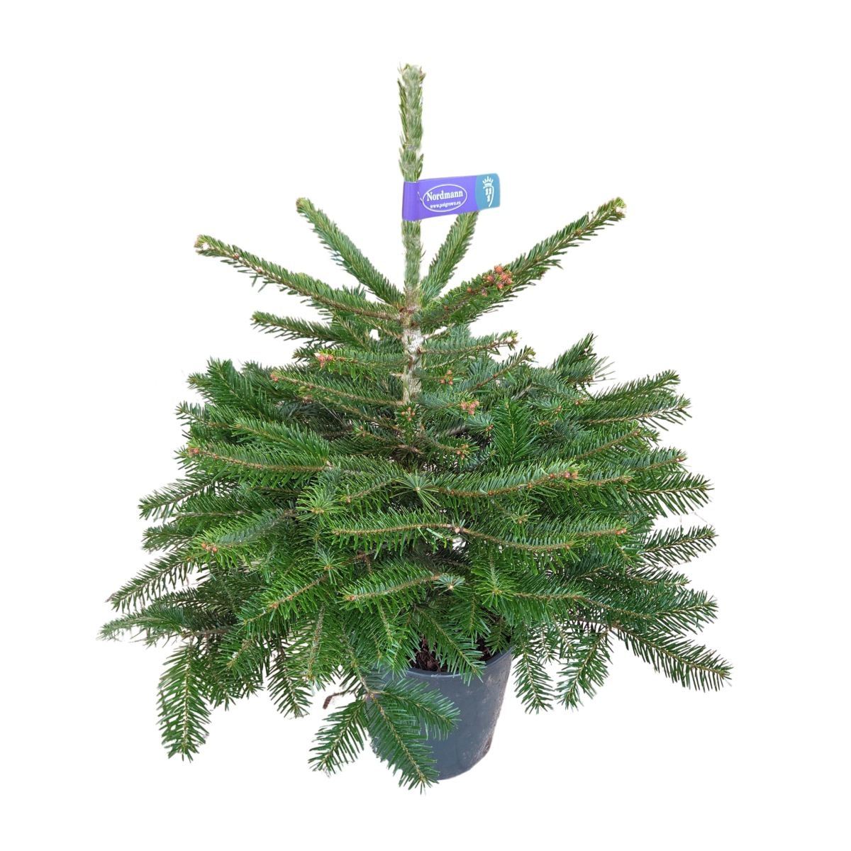 Vzrůstné jehličnany - Jedle kavkazská výška 60/80cm