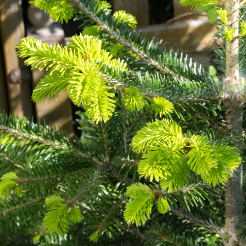 Vzrůstné jehličnany - Jedle kavkazská výška 60/80cm