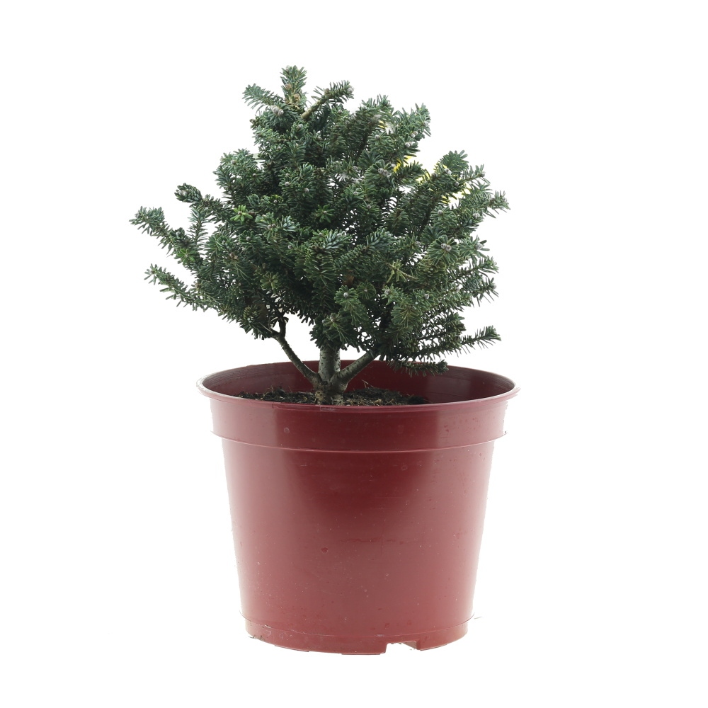 Zakrsle rostoucí jehličnany - Jedle korejská Alpin Star květináč 5 litrů, výška 20/25cm, keř