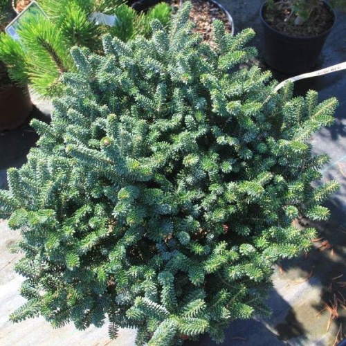 Zakrsle rostoucí jehličnany - Jedle korejská 'Alpin Star' výška 25/30cm, 7,5 litru