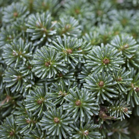 Zakrsle rostoucí jehličnany - Jedle korejská 'Brillant' květináč 15 litrů, výška 35/40cm, keř