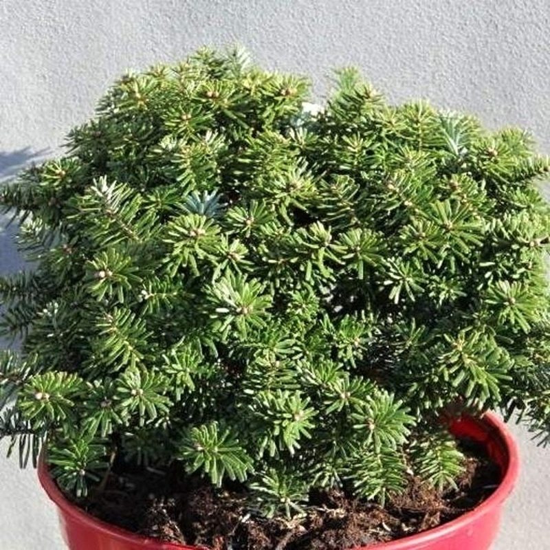 Jedle korejská Brillant výška 20/25cm, květináč 3 litry-0