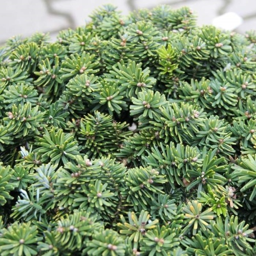 Zakrsle rostoucí jehličnany - Jedle korejská 'Brillant' výška 60/70cm, 60 litrů