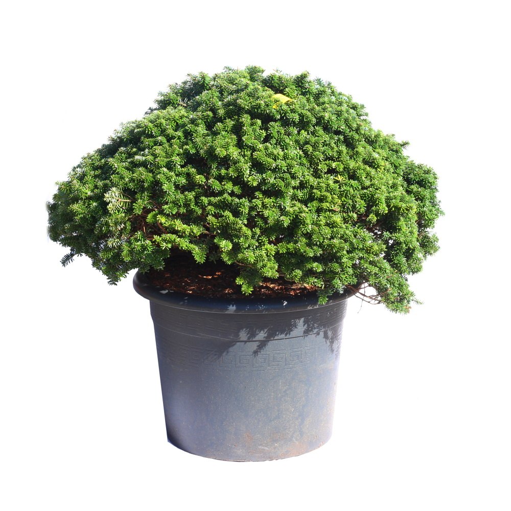 Zakrsle rostoucí jehličnany - Jedle korejská Brilliant květináč 15 litrů, výška 50/60cm, keř